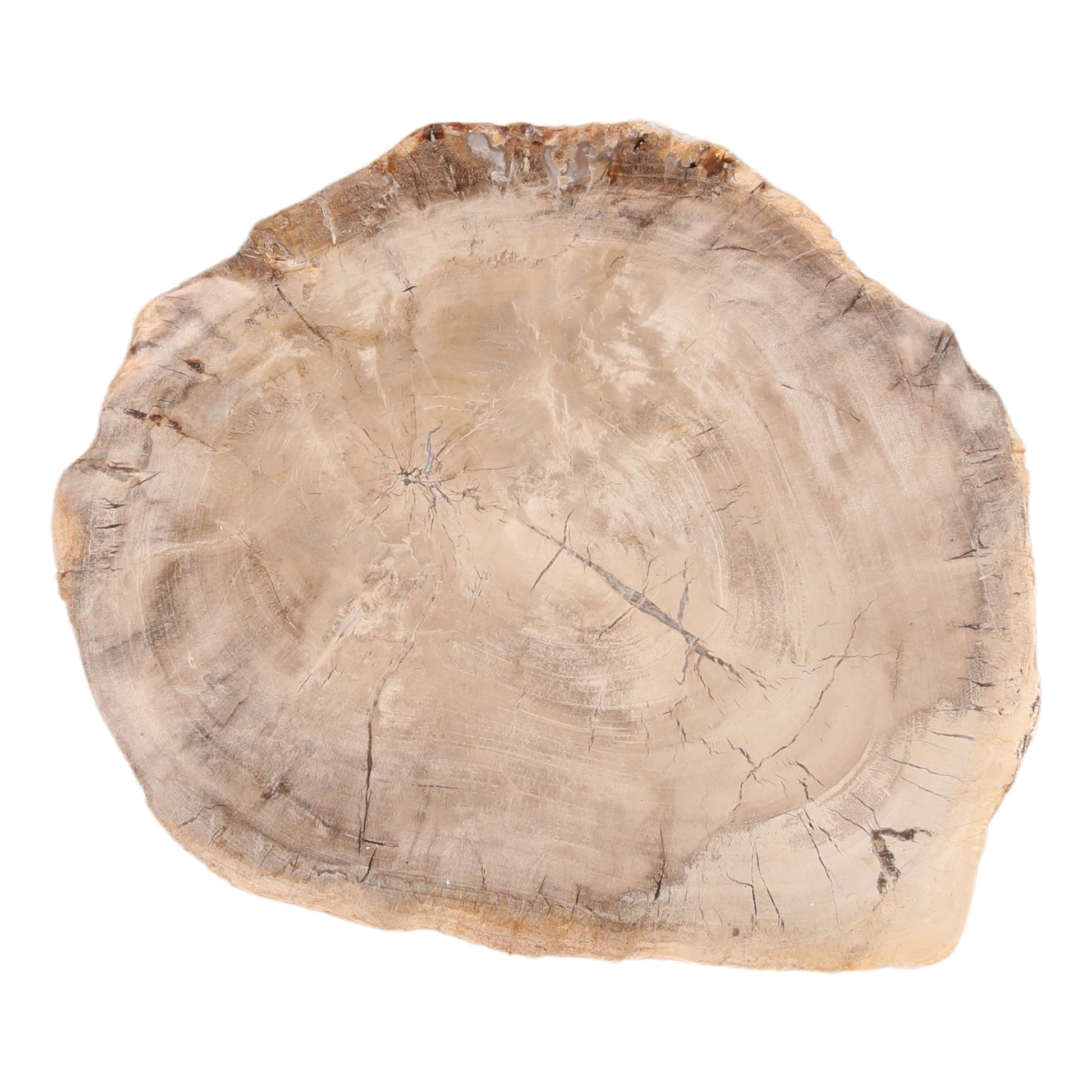 Basilia Tray